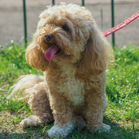 cavapoo size