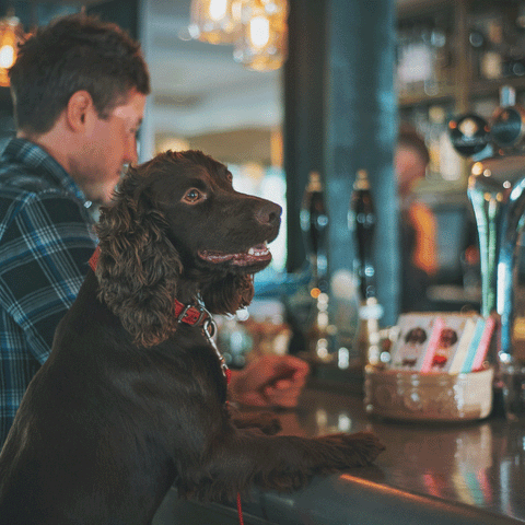 Dog-friendly Pubs to Visit in Manchester
