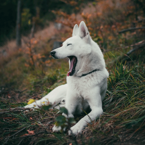 dog tired because of the clocks changing