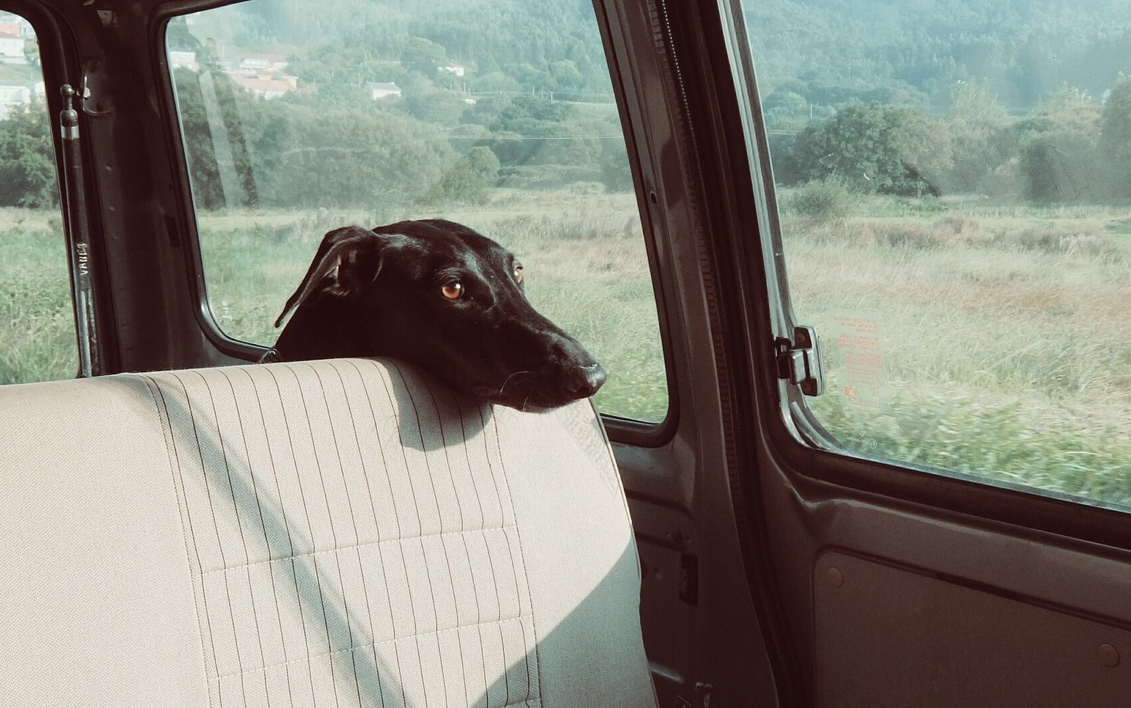 Dog Travel Tips