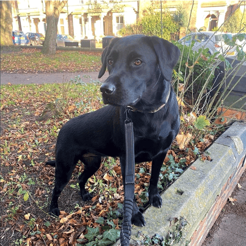 Everything you need to know about Labrador Retrievers - Breed Profile