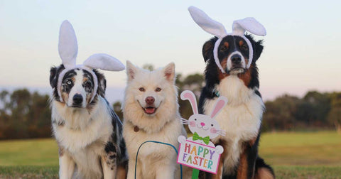 Easter Dog Treats