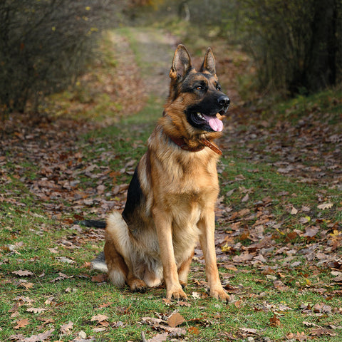 German Shepherd Dog