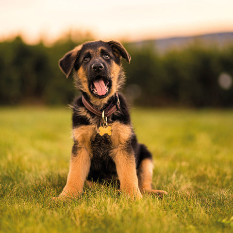 German Shepherd Puppy