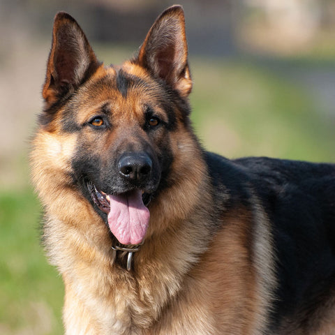 are german shepherds the best service dogs