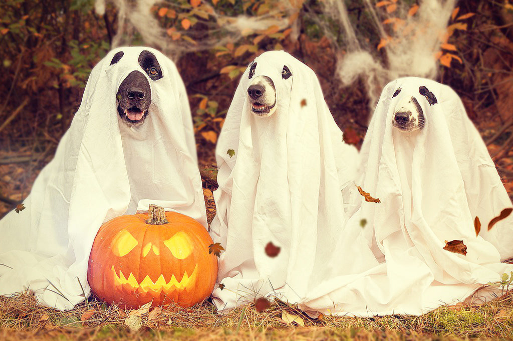 If you think your dog might have some anxiety around Halloween, these are some of the symptoms you should be looking out for.