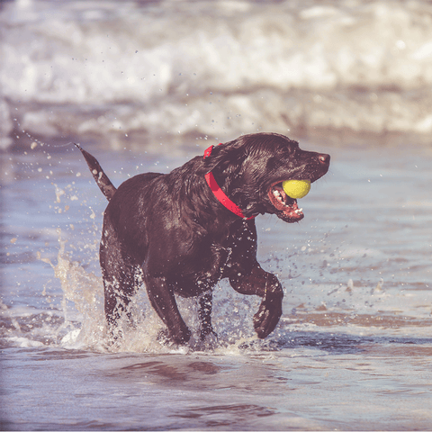 Exercise Requirements Labrador Retriever