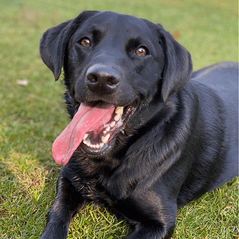 Black Labrador Retriever breed factfile
