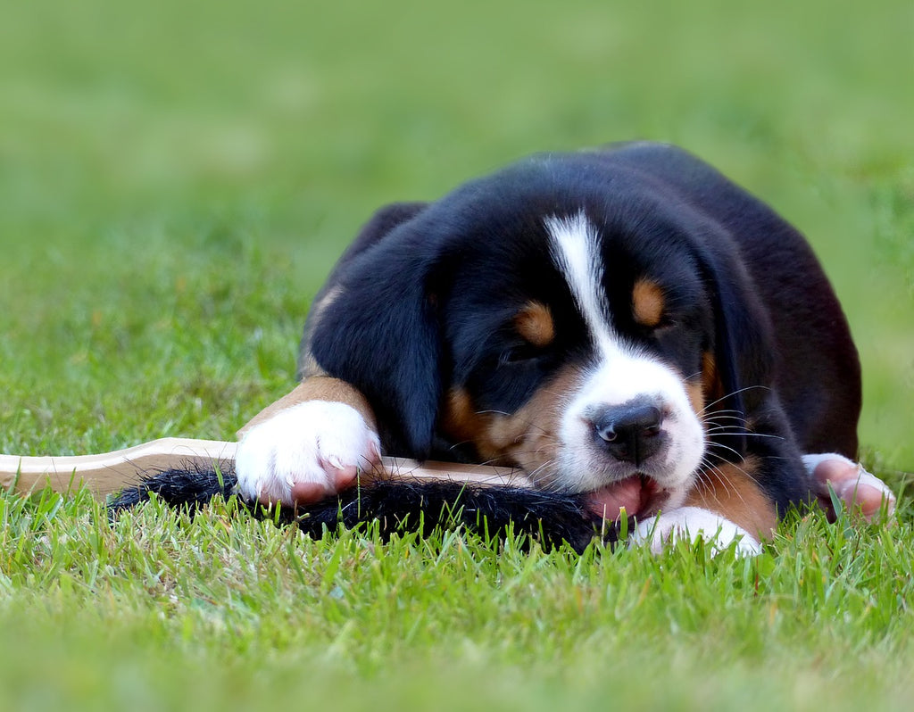 What to Do About Puppy Mouthing