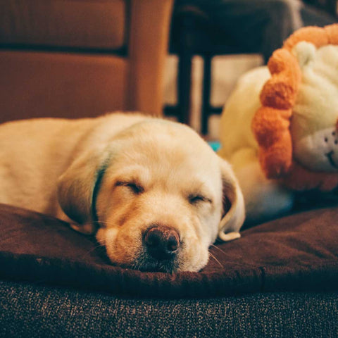 Puppy Bed