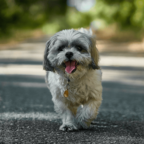 Shih Tzu 101 Their Story  All You Need to Know  Blog