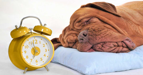 How the Clocks Changing Might Impact your Dog