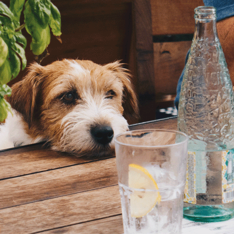 dogs allowed in beer gardens