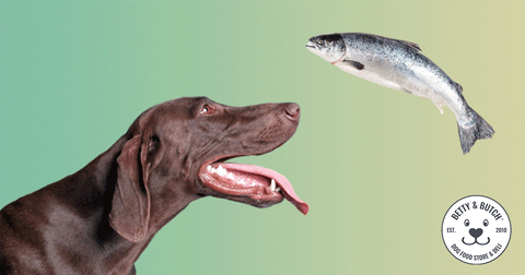 is fish good for dogs
