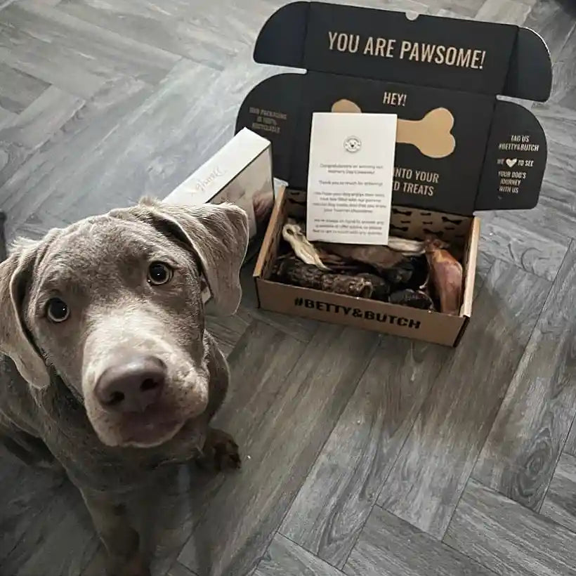 https://cdn.shopify.com/s/files/1/0894/7020/products/Betty-and-Butch-You-Are-Pawsome-Dog-Food-and-Treats-Box_1024x1024.jpg?v=1684350544