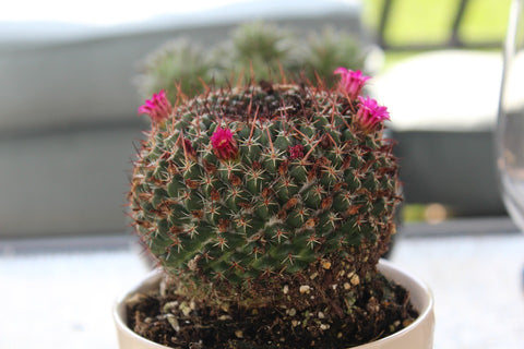 A small cactus plant with pink flowers