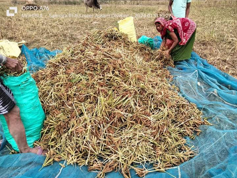 Ragi Farmers