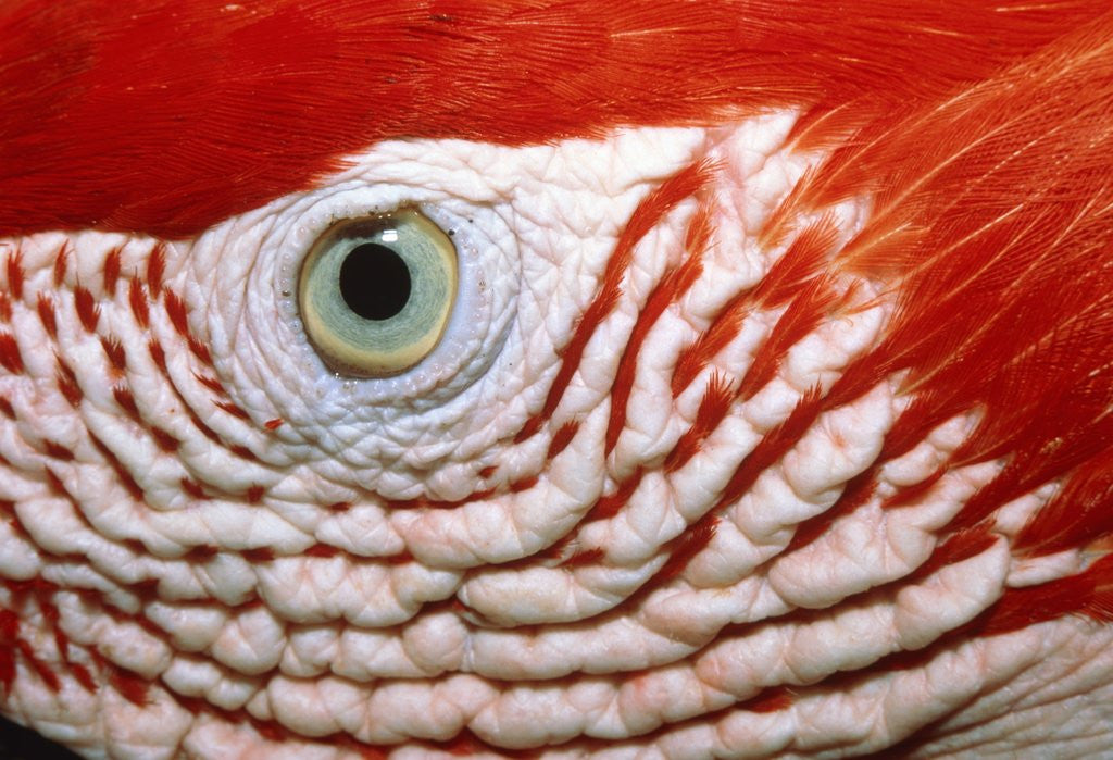 Eye of scarlet macaw posters & prints by Corbis