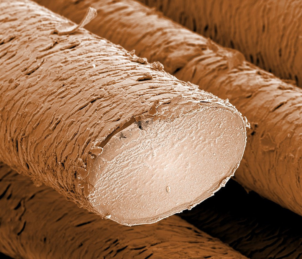 Human Hair Magnified 1250x posters & prints by Corbis