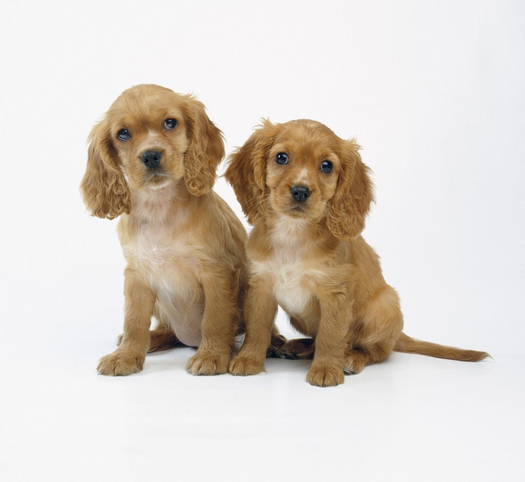 spaniel puppies