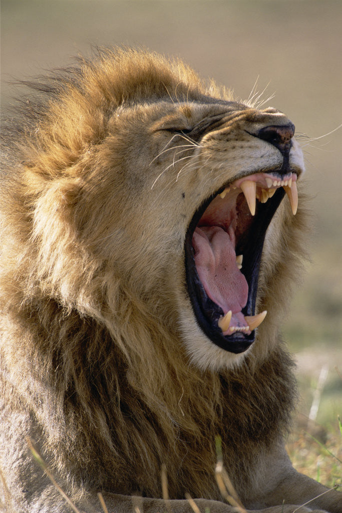 photo of lion roaring