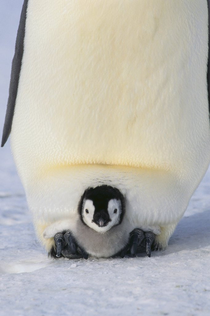 Emperor Penguin Protecting Offspring from the Cold posters & prints by ...