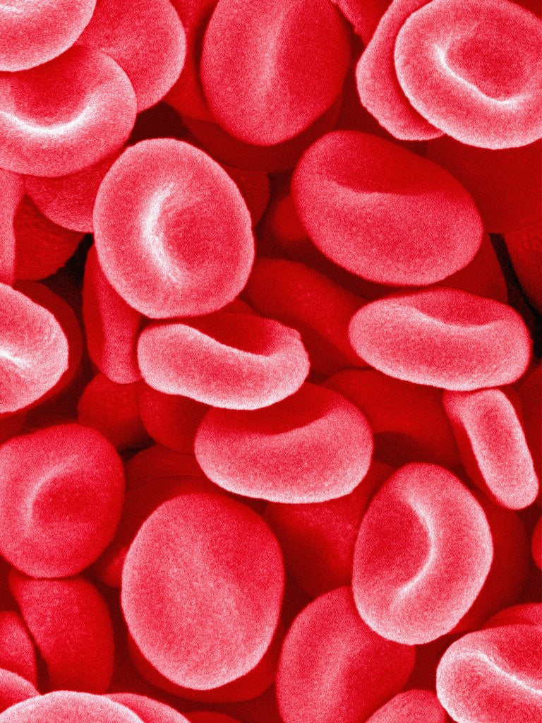 Human Red Blood Cells Posters And Prints By Corbis
