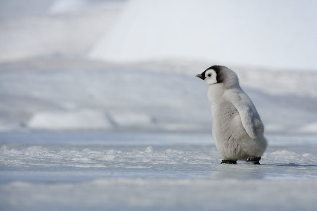 Emperor Penguin Chick in Antarctica posters & prints by Corbis