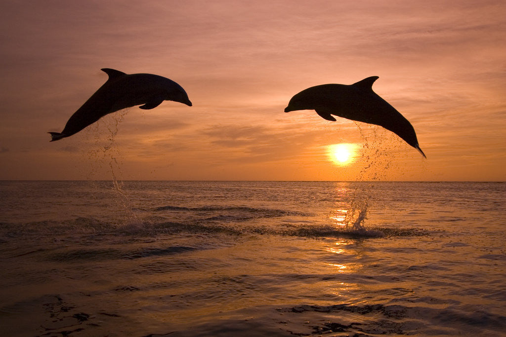 Bottlenosed Dolphins Leaping at Sunset posters & prints by Corbis