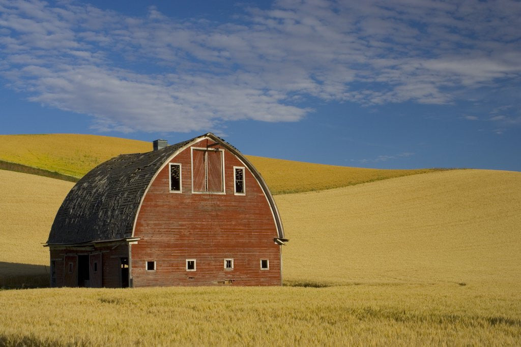 Red Barn In Wheat Field Posters Prints By Corbis