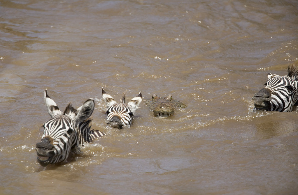 Nile Crocodile Hunting Zebra Crossing River in Masai Mara, Kenya posters &  prints by Corbis