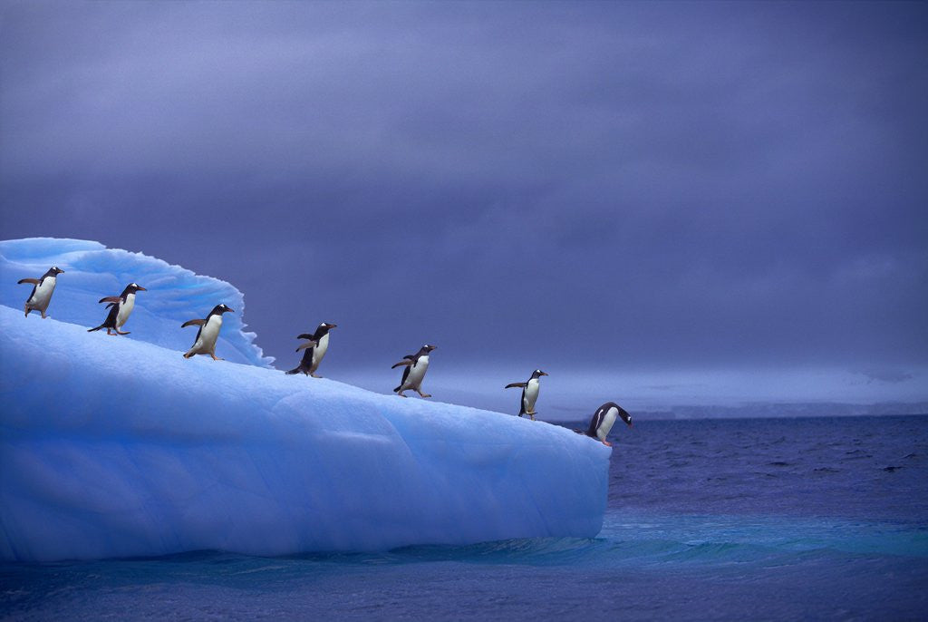 penguins on iceberg