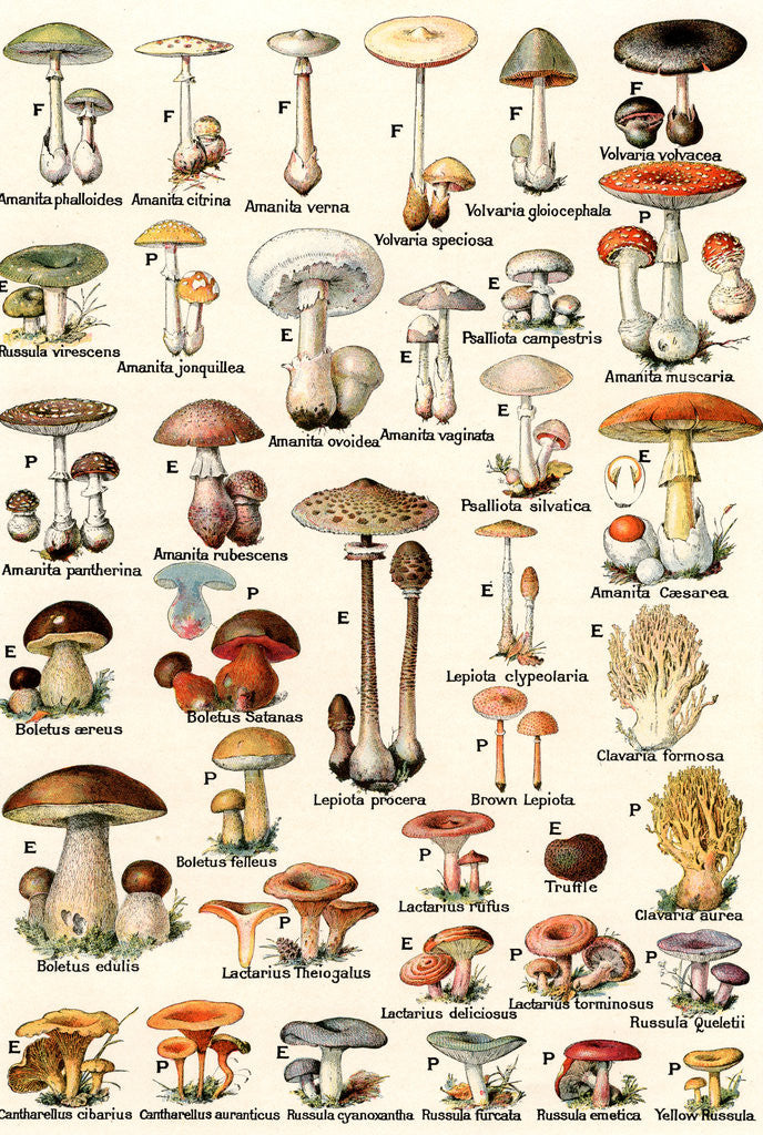 Illustration of Edible and Poisonous Mushrooms posters & prints by Corbis