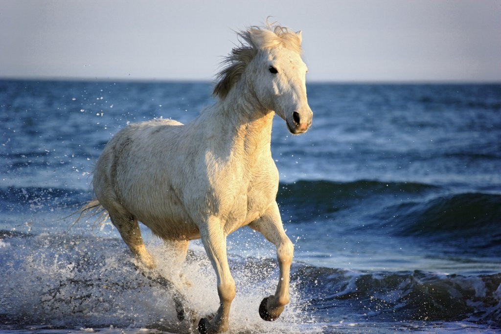 horse running on the beach