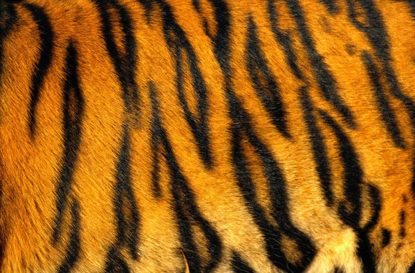 Bengal Tiger Skin Pattern posters & prints by Corbis