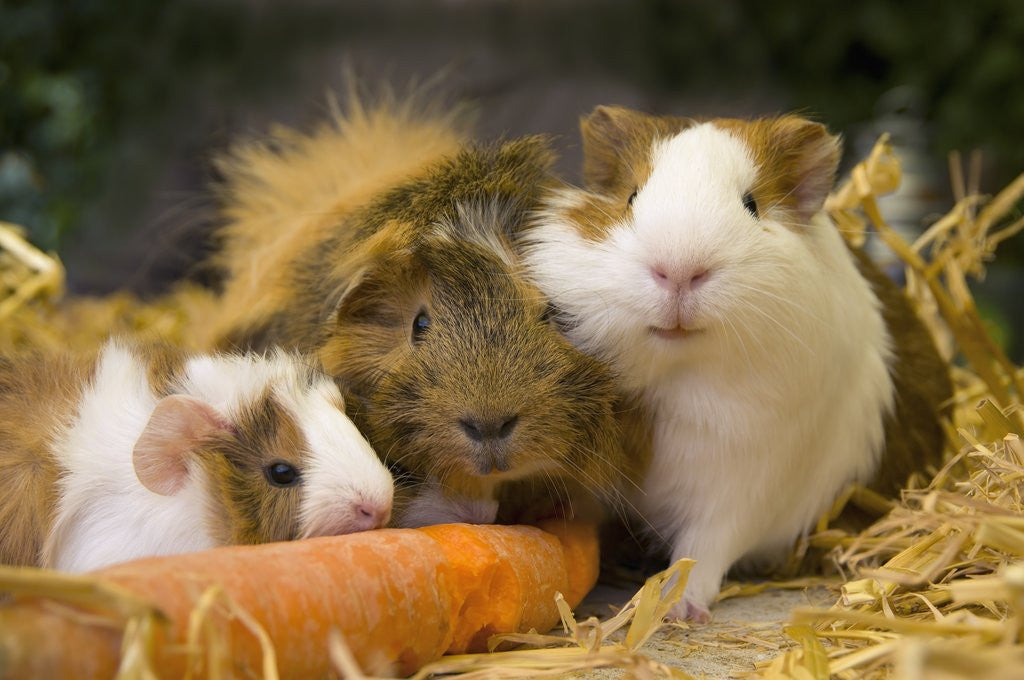 Guinea Pigs With Carrot posters & prints by Corbis