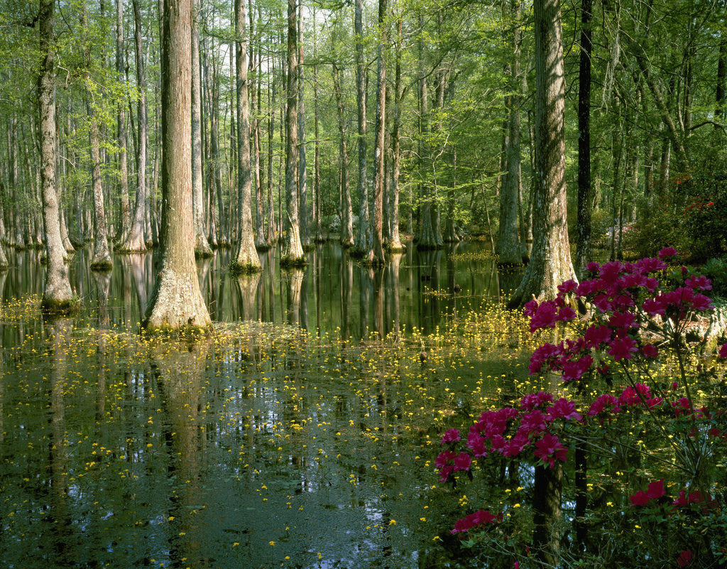 Cypress Gardens In South Carolina Posters Prints By Corbis