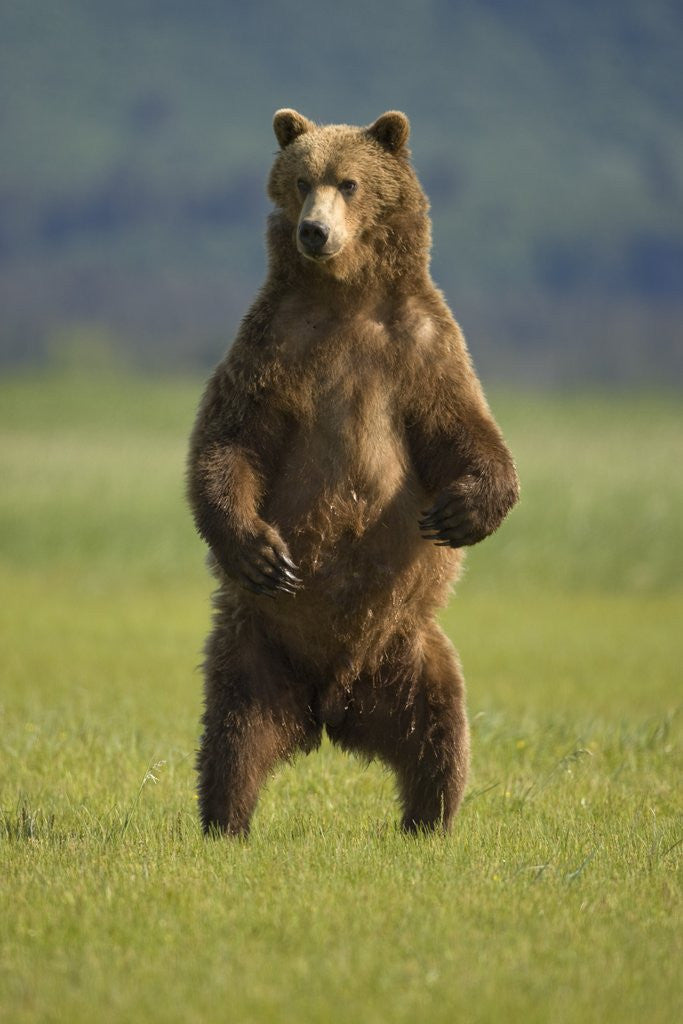 Brown Bear Standing Upright In Meadow At Hallo Bay Posters And Prints By