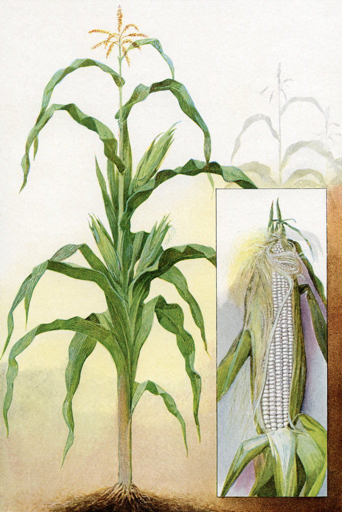 Illustration of white corn plant posters & prints by Corbis