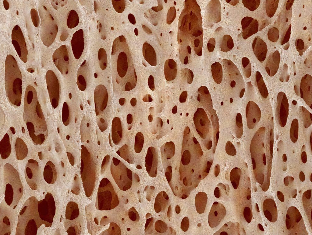Костная ткань