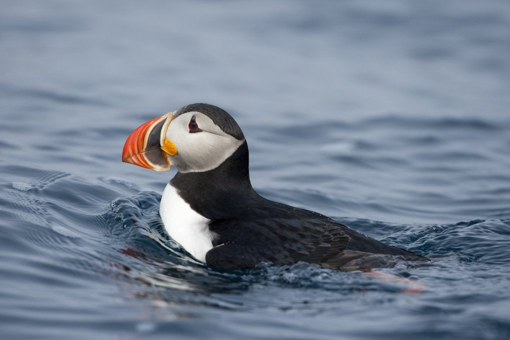 puffin swimming