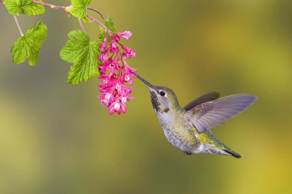 Anna's Hummingbird (Calypte Anna) Feeding at a Red Currant Flower in