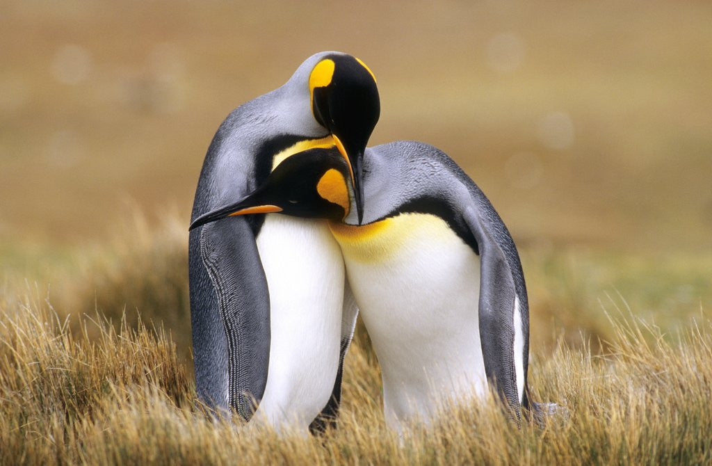 Mating King Penguins (Aptenodytes Patagonicus) Volunteer Point