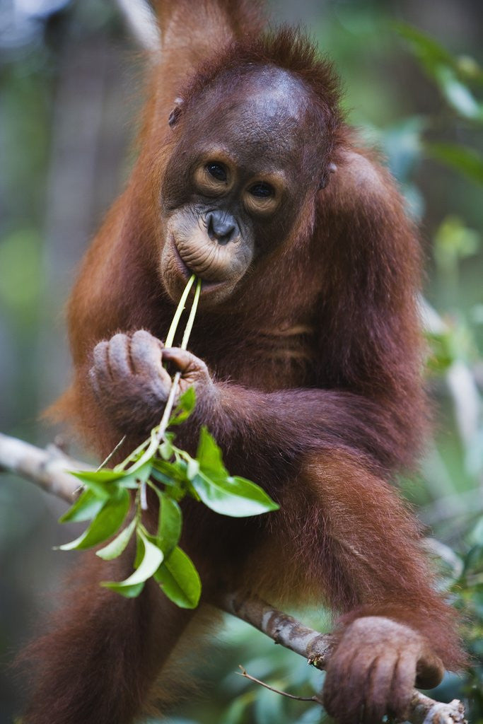 Sub adult male orangutan  posters prints by Corbis