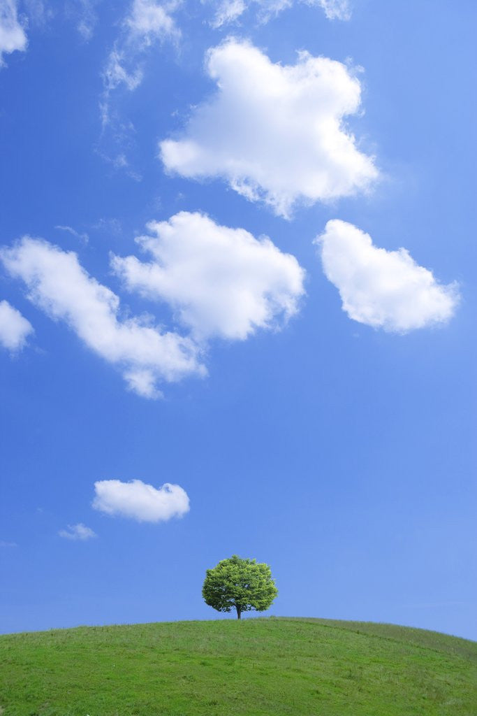 Single tree in a field under a blue sky. Hokkaido, Japan posters ...