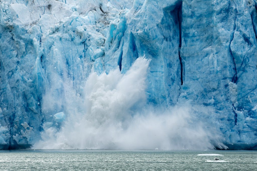 Iceberg Calving from Glacier, Alaska posters & prints by Corbis