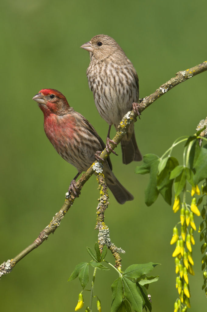 society finches male female characteristics