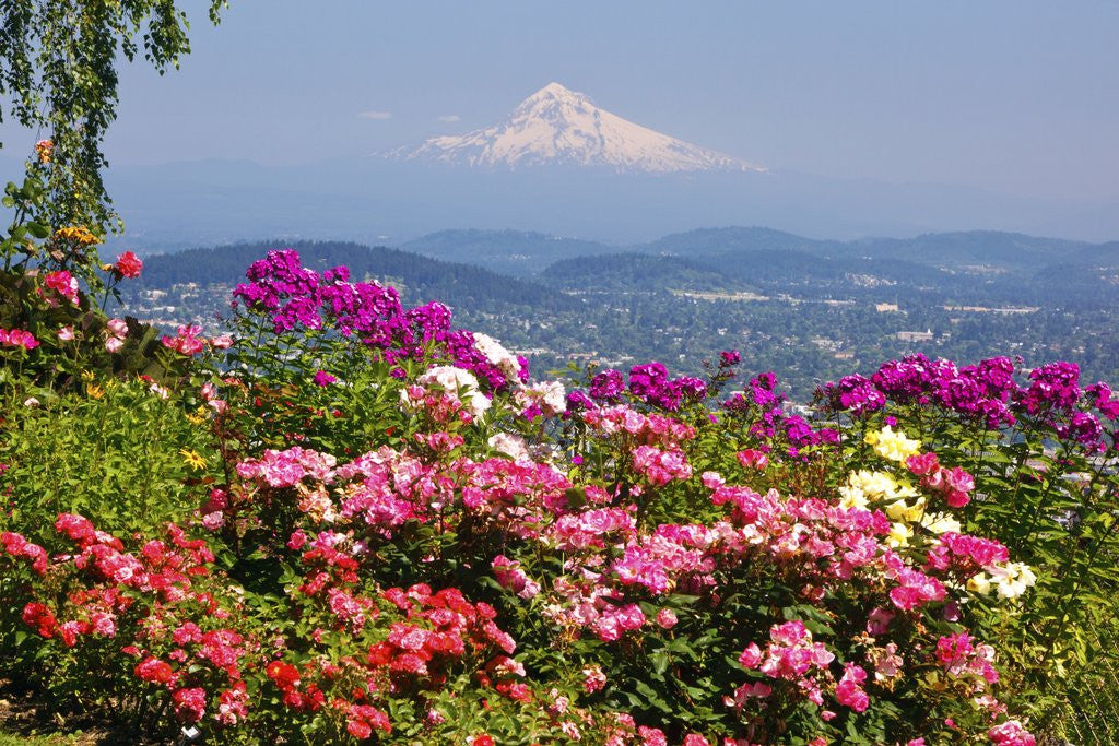 Rose Garden Adds Beauty To Mt Hood From Pittock Mansion Portland