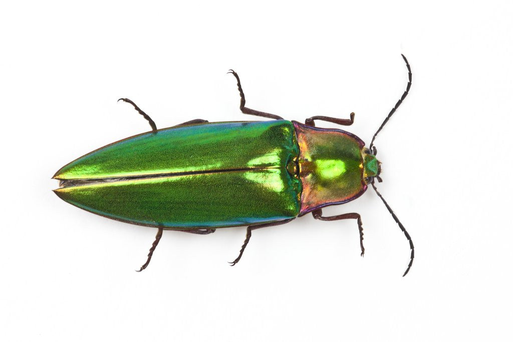 Asian Jewel Beetle viewed from above posters & prints by Corbis