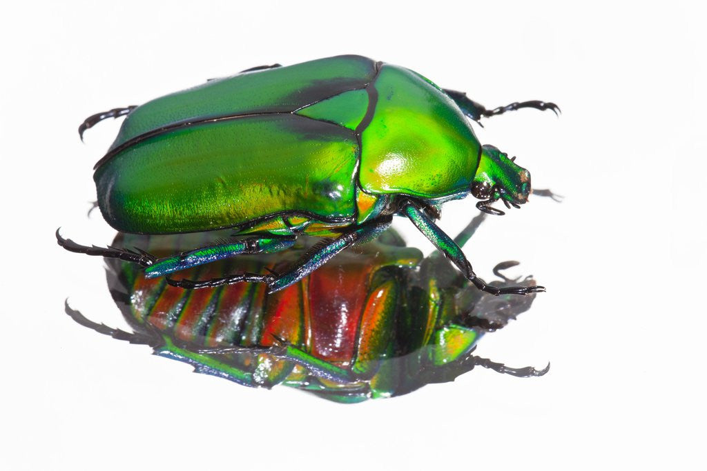 Asian Flower Beetle Rhomborrhina Gigantea Green Reflecting Underside 